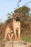 CANE CORSO 123